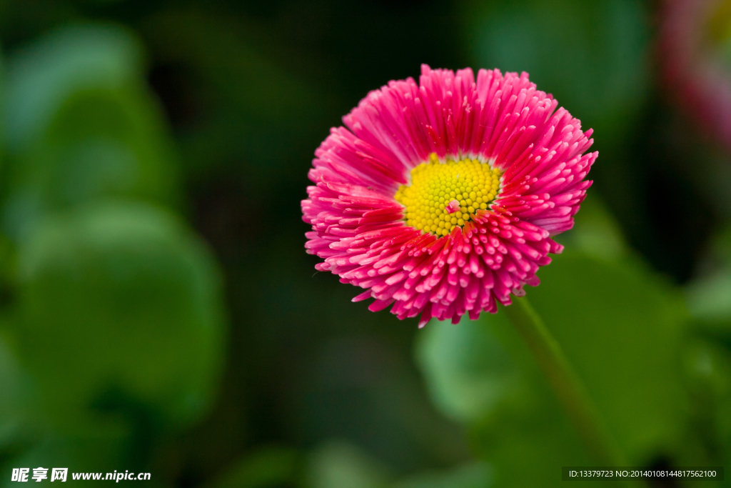 野菊花