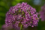 野葱花冠