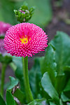 红色野菊花