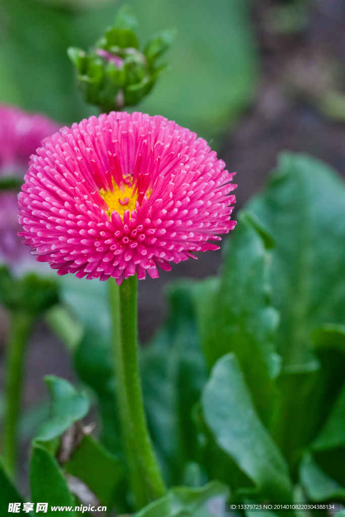 红色野菊花