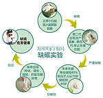 小白鼠实验