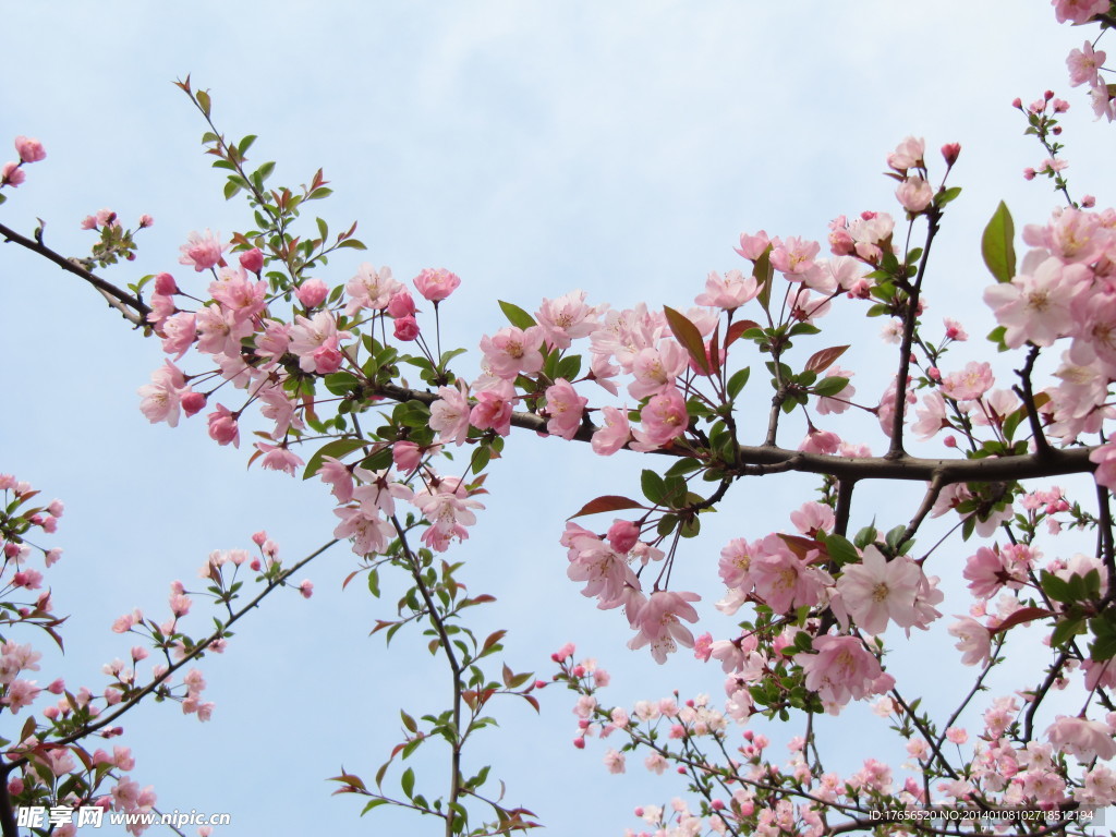 春日樱花