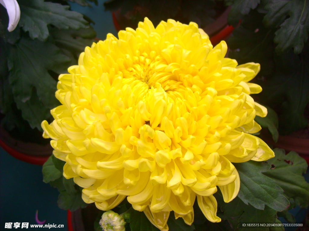 菊花