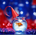 金鱼蓝色鱼缸圣诞