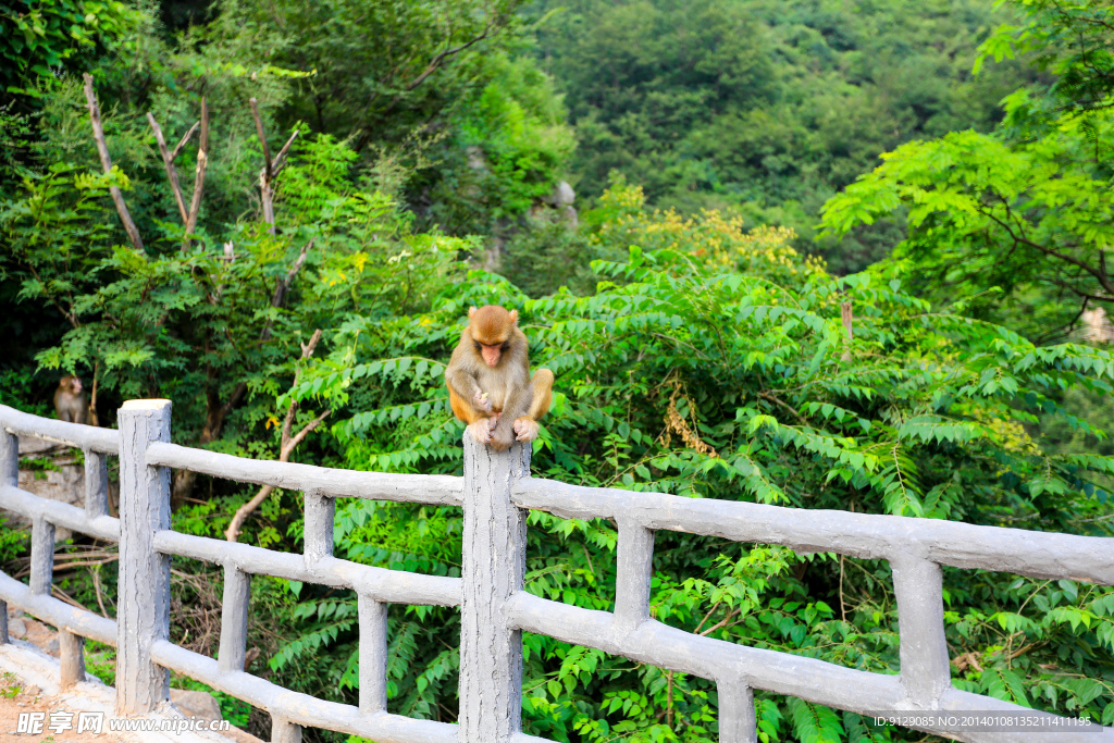 云台山狝猴谷