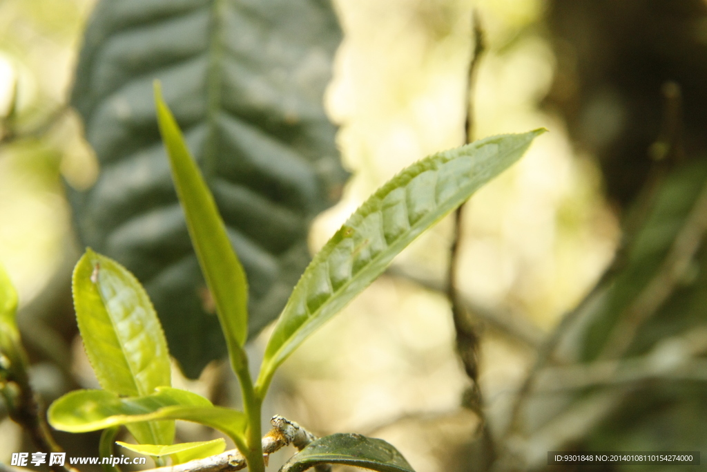 普洱茶树叶