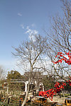 雪后