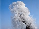 铁树银花