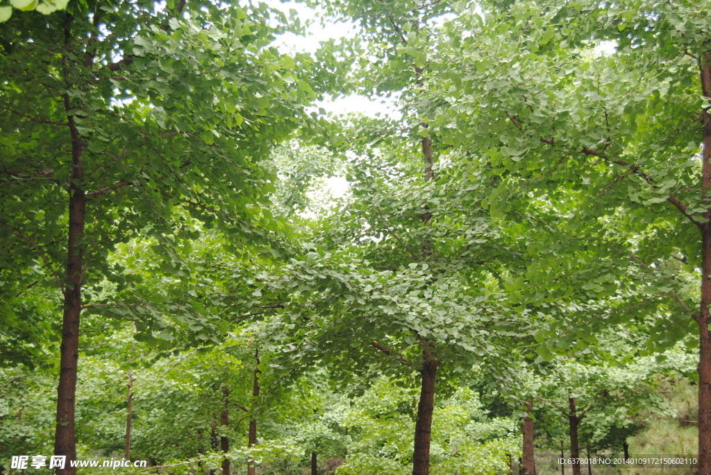 绿树