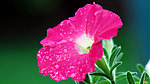 红色牵牛花