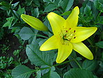 百合花