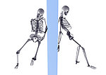 人体骨骼