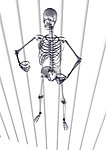 人体骨骼