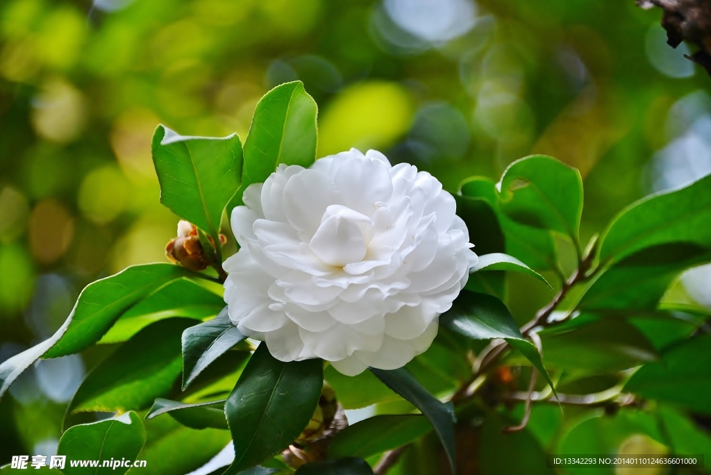 茶花