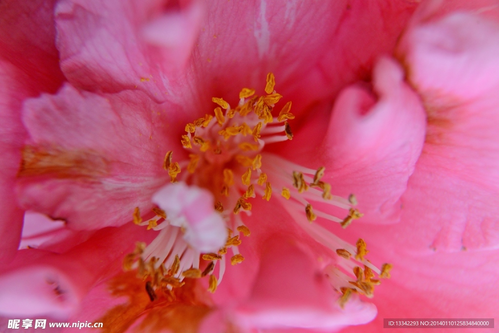 茶花