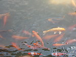 锦鲤