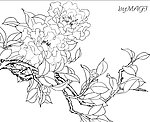 茶花线描