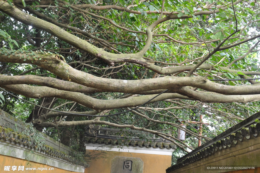 慧济禅寺