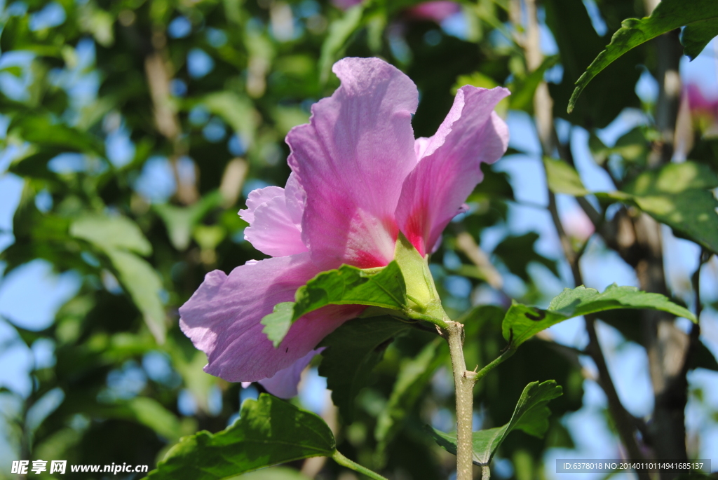 芙蓉花
