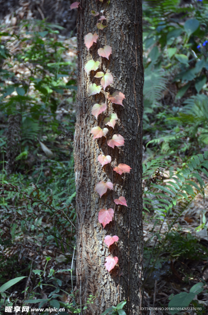 红叶缠树