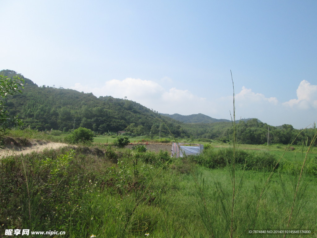 田野