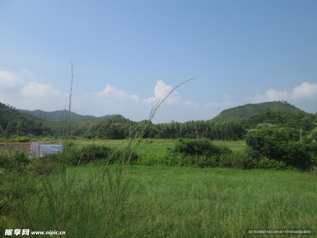 田野