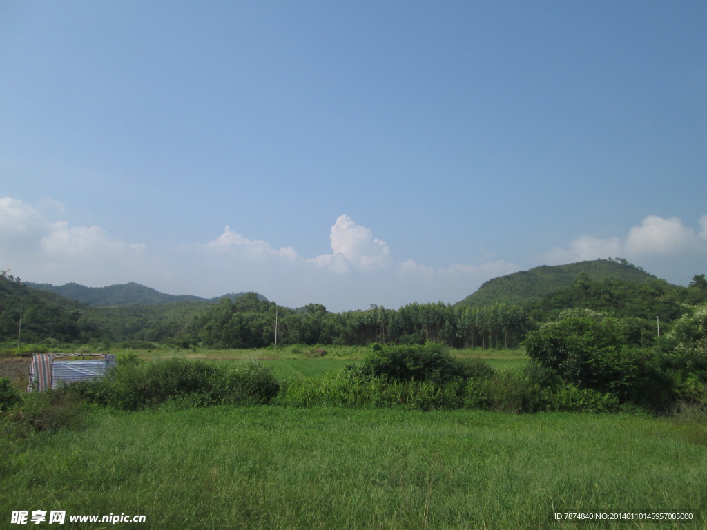 田野