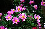 芍药花