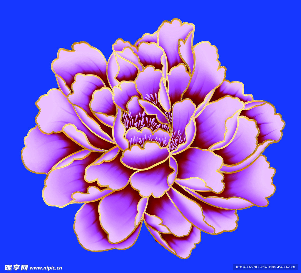 紫色牡丹花