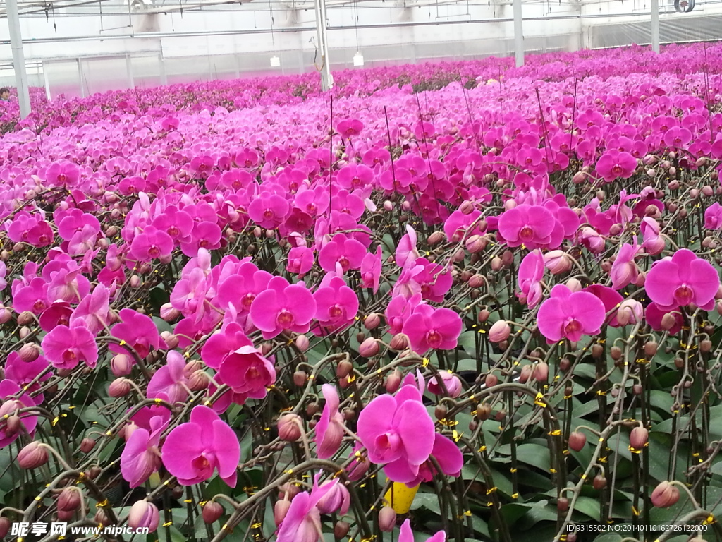 蝴蝶兰 花卉