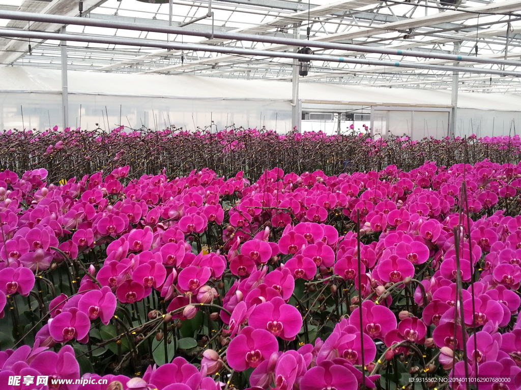 蝴蝶兰 花卉