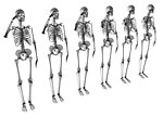 人体骨骼