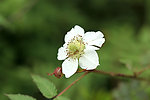 野刺梨花