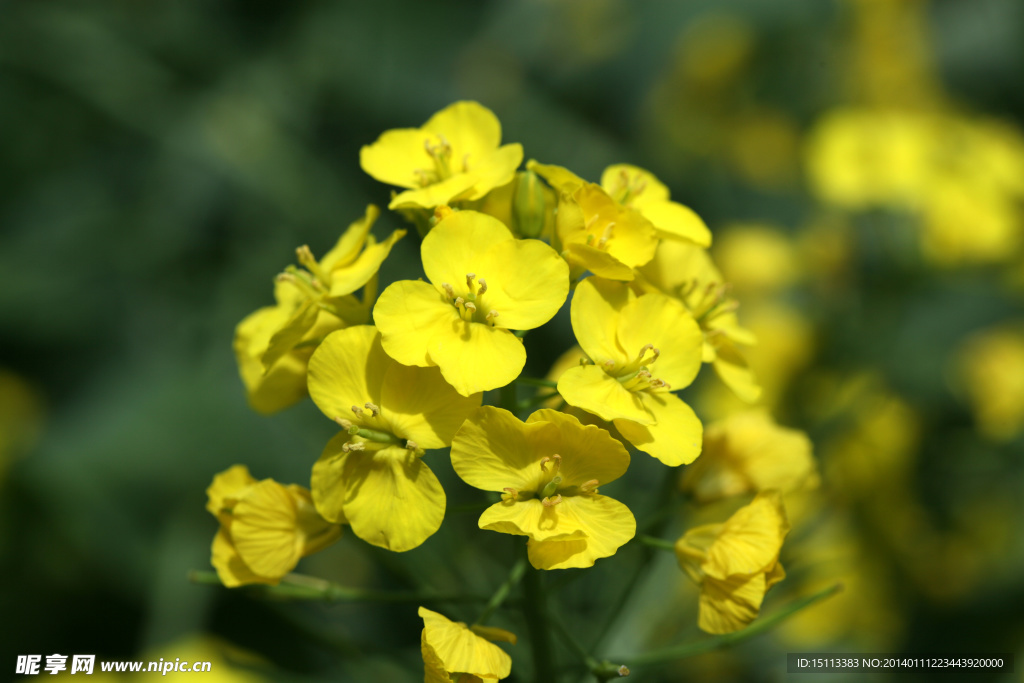 油菜花