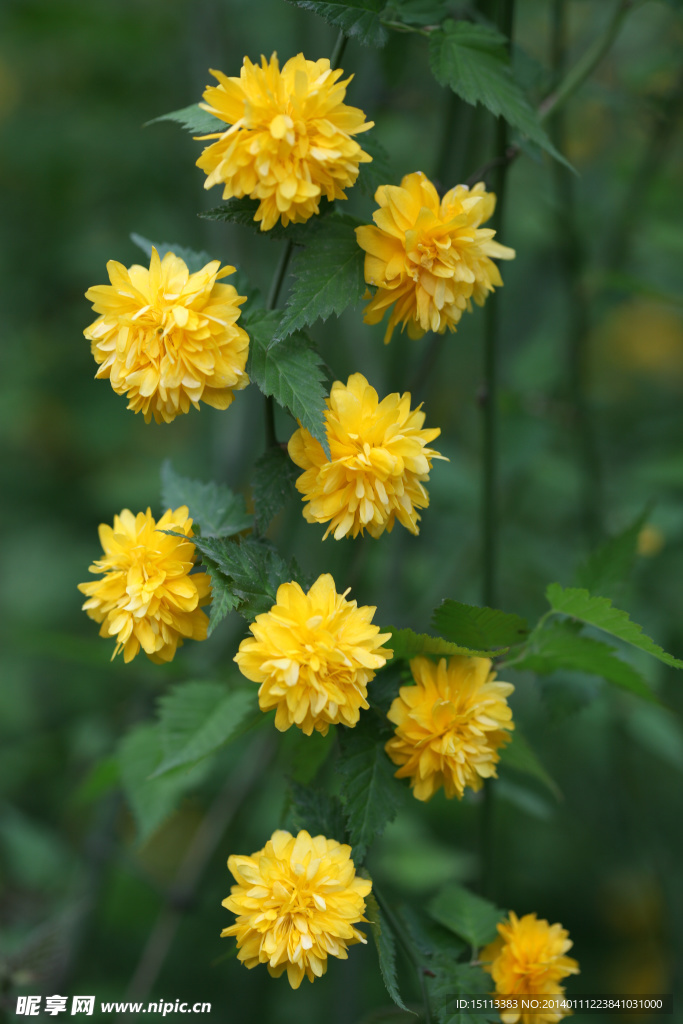野菊花