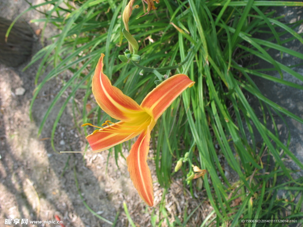 黄花菜