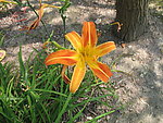 黄花菜