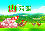 山鸡蛋海报