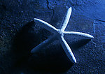 海星