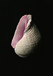 贝壳