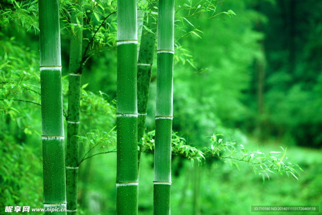 竹子 竹林
