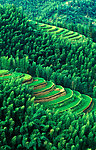 绿色 山林