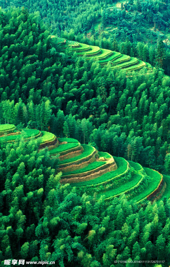 绿色 山林