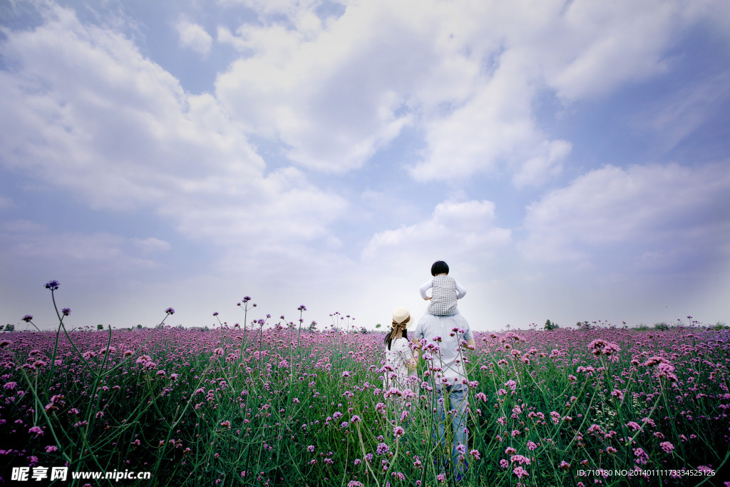 薰衣草 鲜花