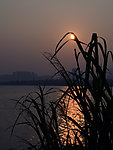 夕阳水草剪影
