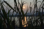 夕阳水草剪影