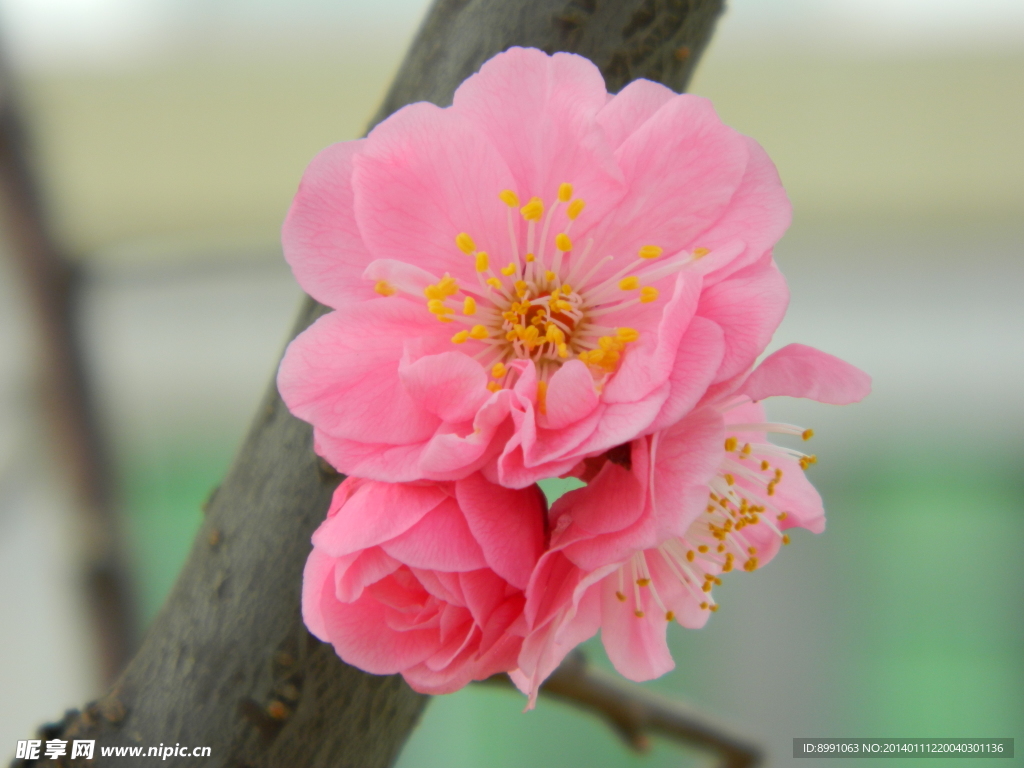 桃花
