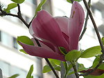 玉兰花