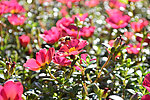 太阳花与蜜蜂