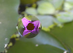 睡莲花蕾